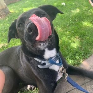 Meet your Posher, Molly